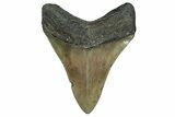 Serrated, Fossil Megalodon Tooth - North Carolina #355858-1